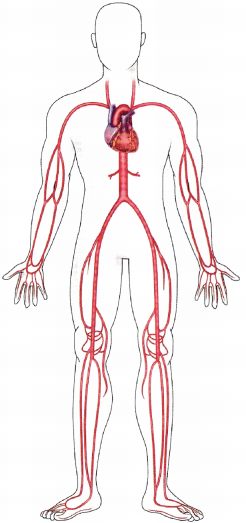 Vascular Disease NCLEX Questions with Rationale 3