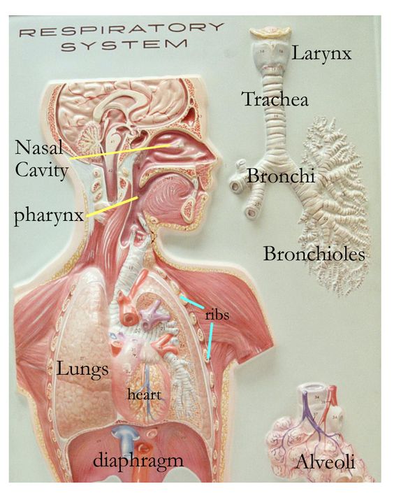 Respiratory System