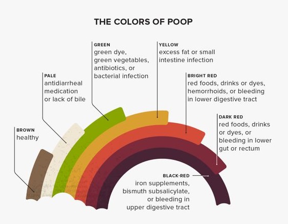 10 Natural Stool Softeners To Help You “Go” - soumyahospitals.com