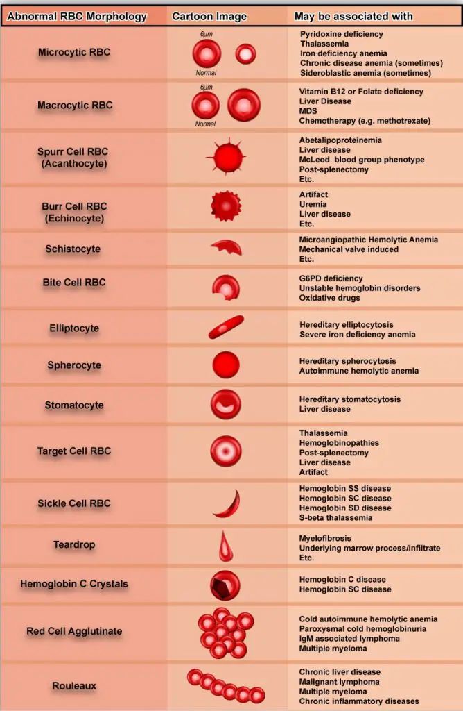 Red Blood Cell