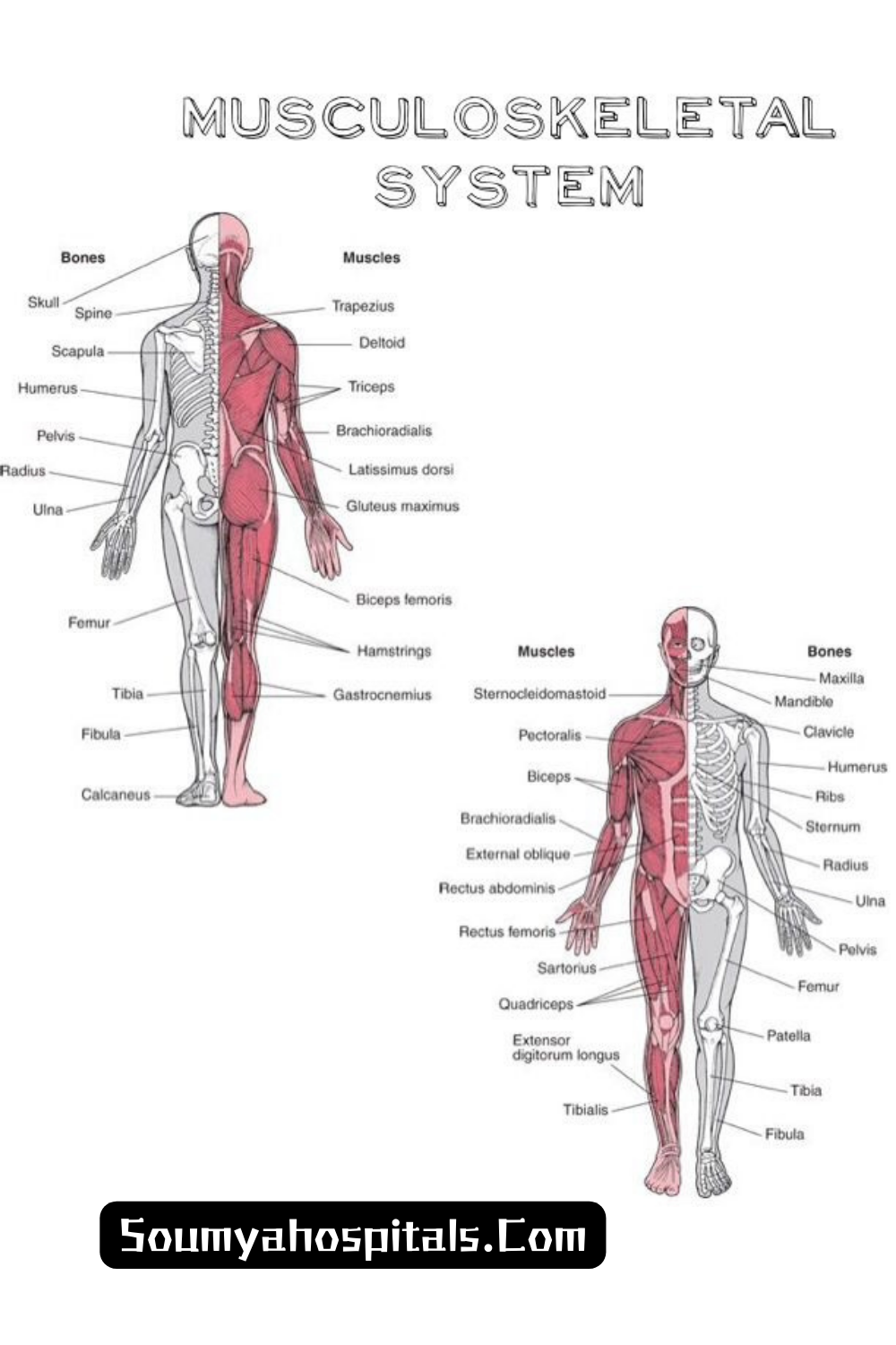 What Are Musculoskeletal Conditions?