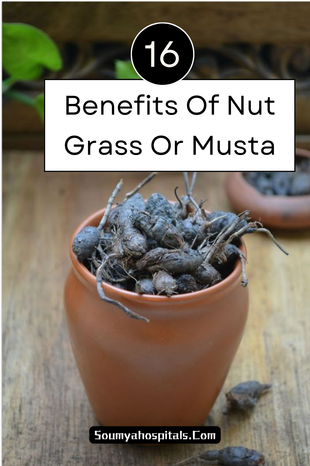 16 Benefits Of Nut Grass Or Musta