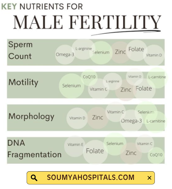 Key Nutrients For Male Fertility