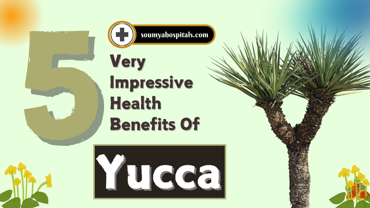 5 Very Impressive Health Benefits Of Yucca