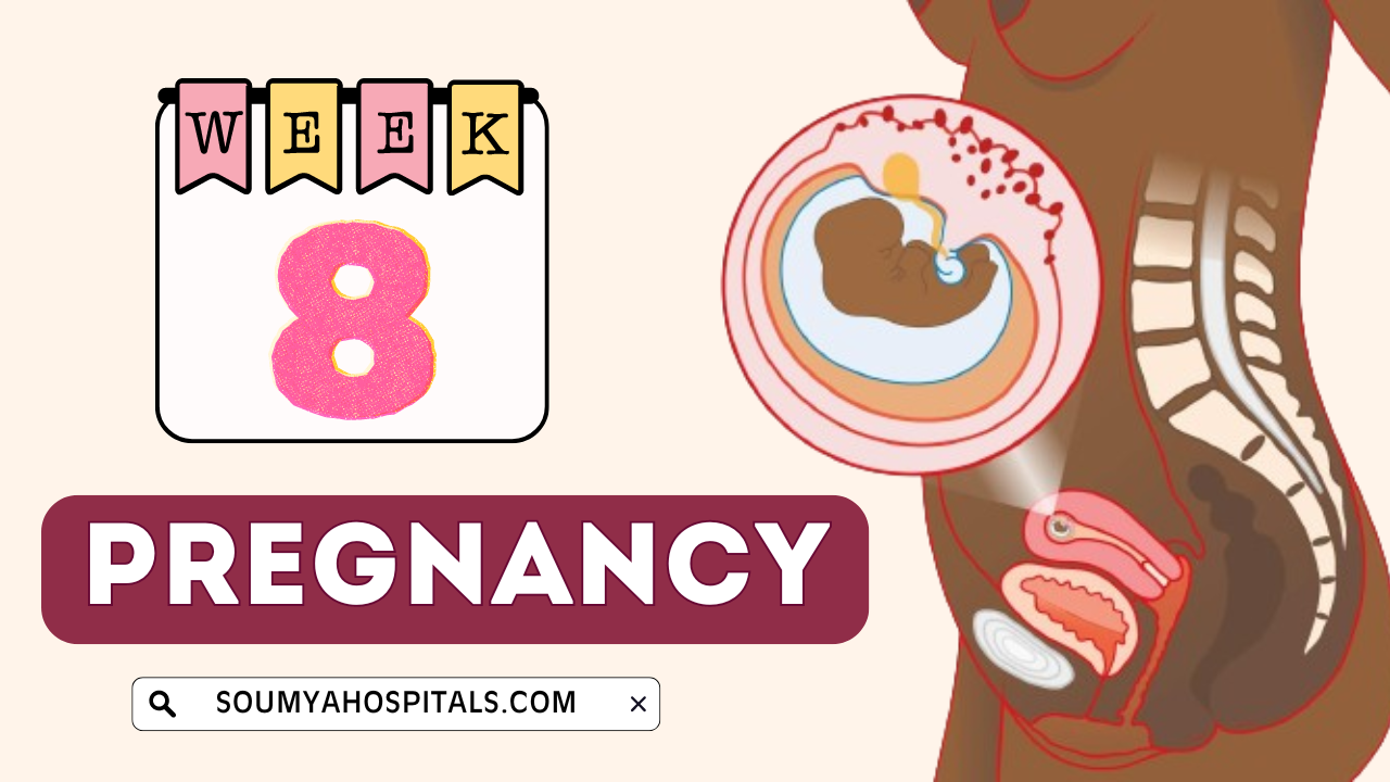 8 Weeks Pregnant: Baby Size, Fetal Development, Belly, and Pregnancy ...