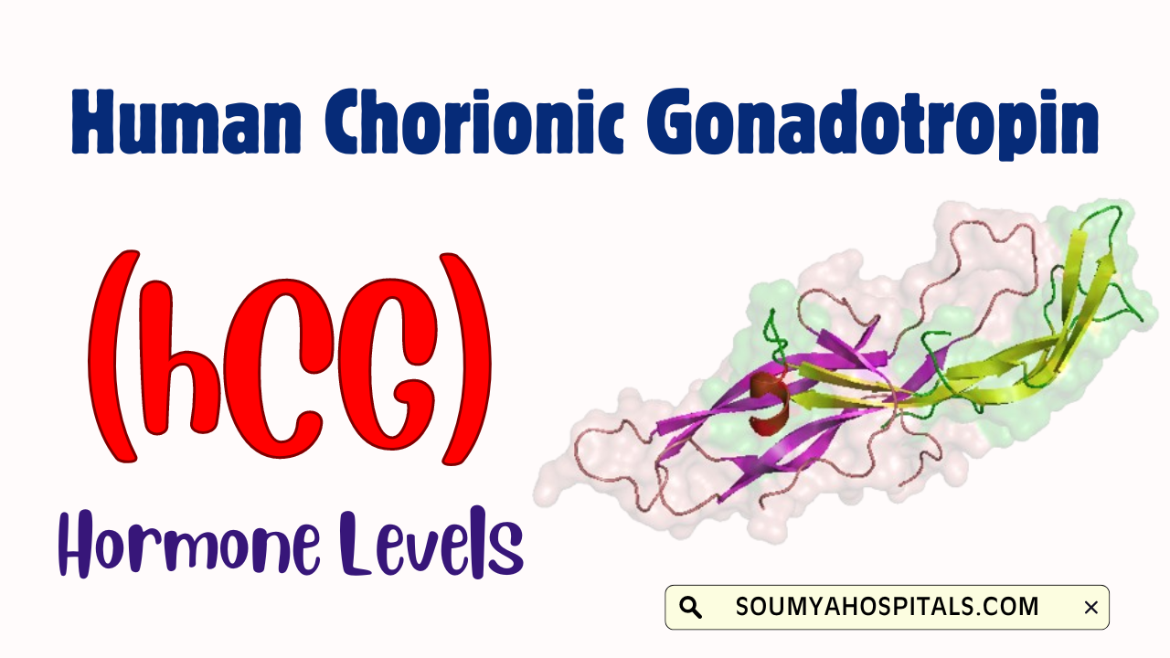 Human_Chorionic_Gonadotropin_hCG_Hormone_Levels_Purpose_Etc