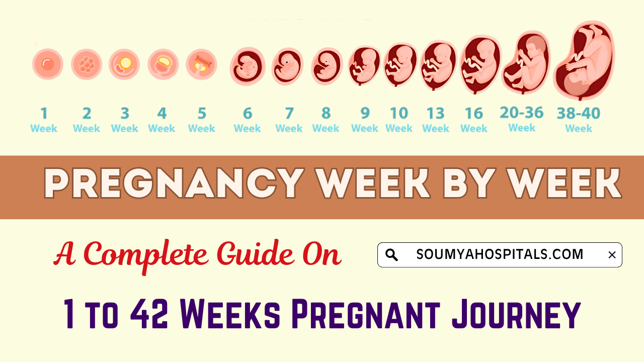 Pregnancy Week By Week A Complete Guide On 1 to 42 Weeks Pregnant Journey