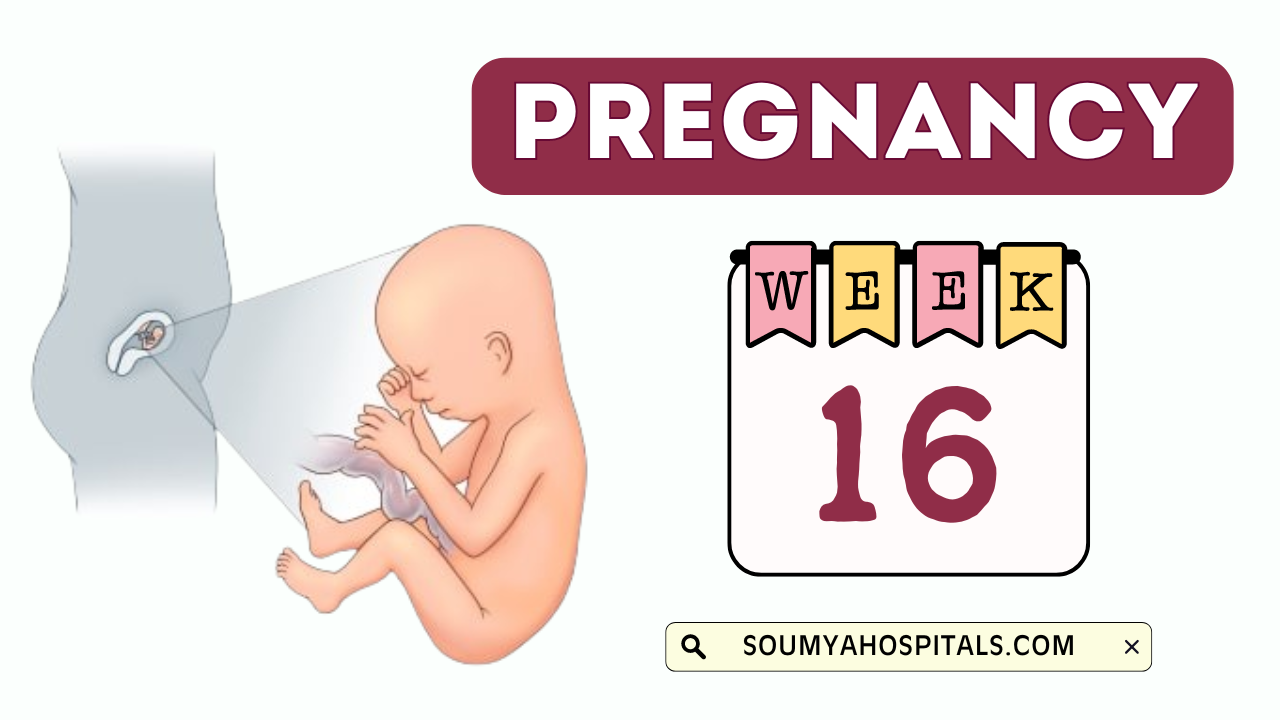 Week_16_in_Pregnancy_Baby_Development_Size_Symptoms_Tips__More