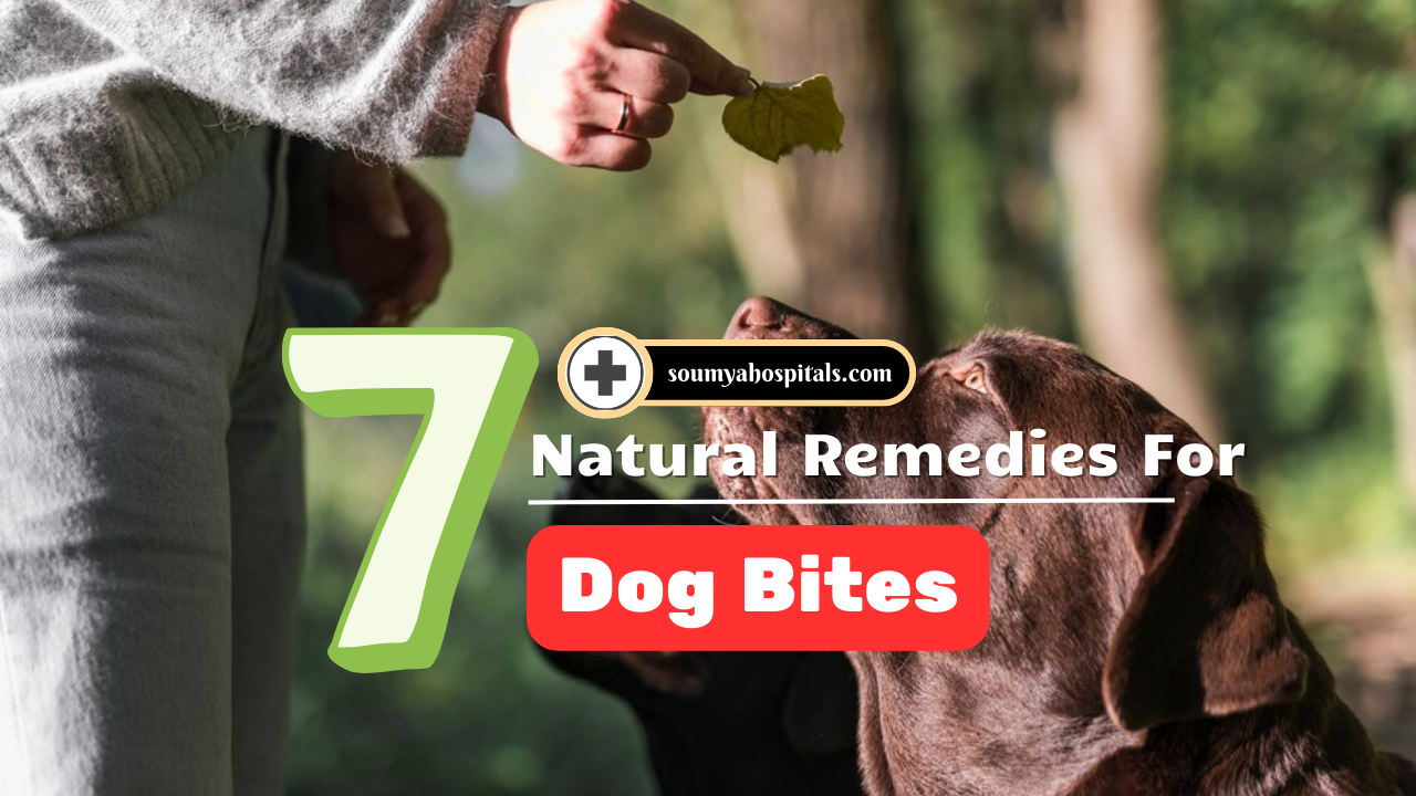 7 Natural Remedies For Dog Bites